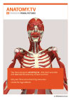 Anatomy.tv in your library Postcard