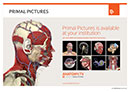 Primal Pictures in your institution, Head Poster